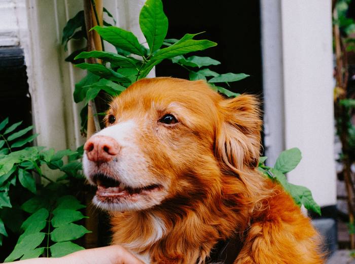 A red retriever being petted