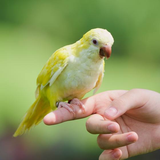 A yellow parrotlet on a finger