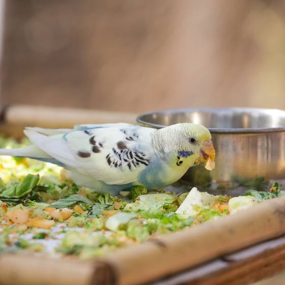 A budgie eating vegetables