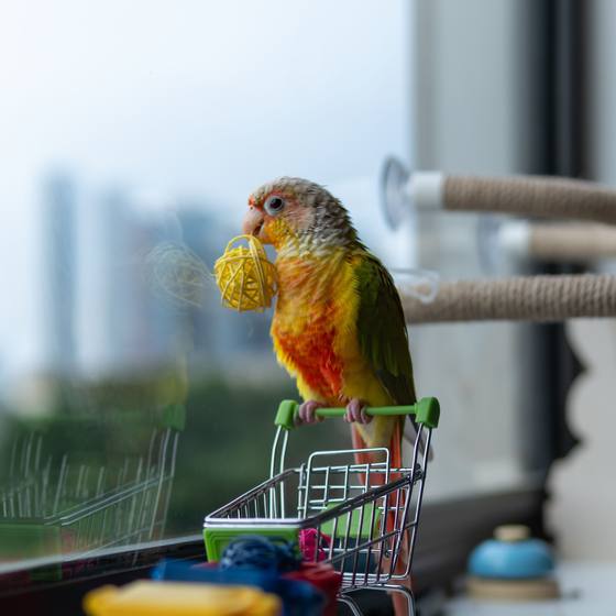 A green-cheek conure with a toy